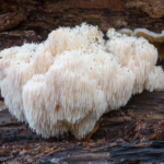 lions mane grybai